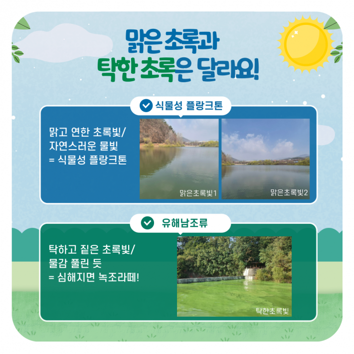 맑은초록과 탁한초록은 달라요! 식물성 플랑크톤 맑고 연한 초록빛/ 자연스러운 물빛 = 식물성 플랑크톤 맑은초록빛1 맑은 초록빛2 유해남조류 탁하고 짙은 초록빛 물감풀린듯 심해지면 녹조라떼! 탁한 초록빛